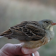 Ortolansparv, Sundre 20060507